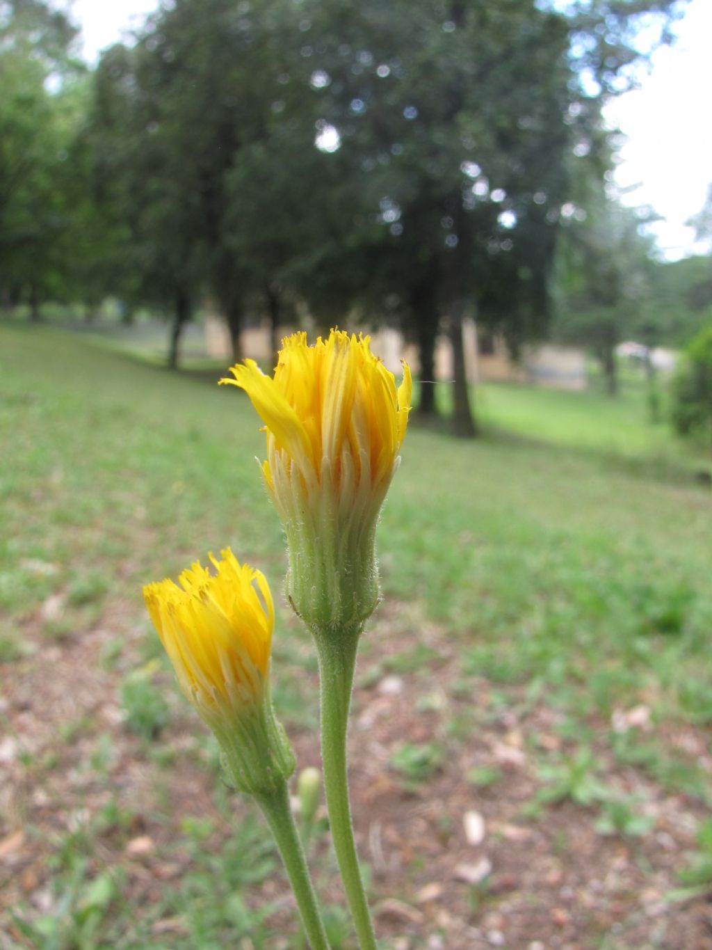 asteracea da determinare